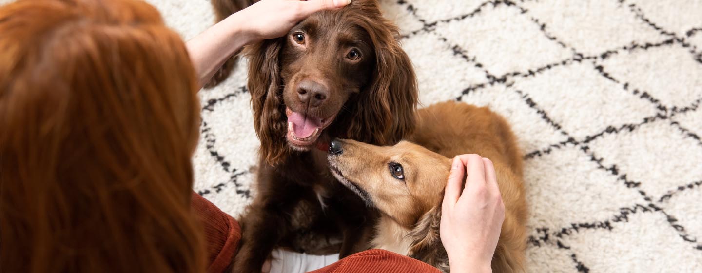 Petting a dog against the cheap grain